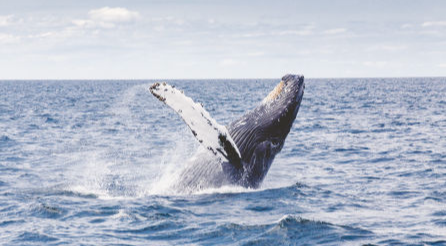 Yalingbilla Whale